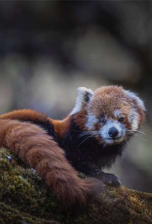 Red Panda